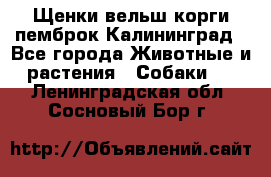 Щенки вельш корги пемброк Калининград - Все города Животные и растения » Собаки   . Ленинградская обл.,Сосновый Бор г.